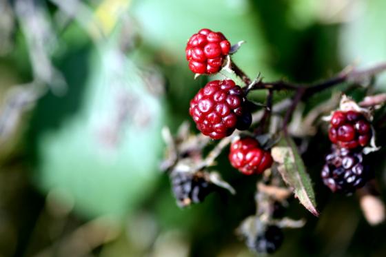 20131013_brombeeren.jpg