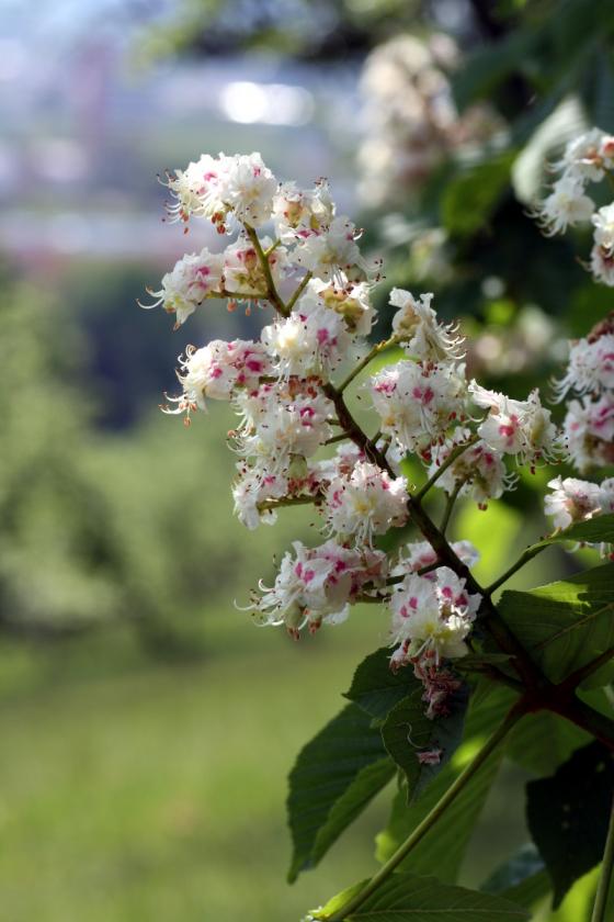 20140504_kastanienbluete.jpg