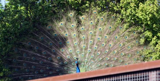 20140504_pfau.jpg
