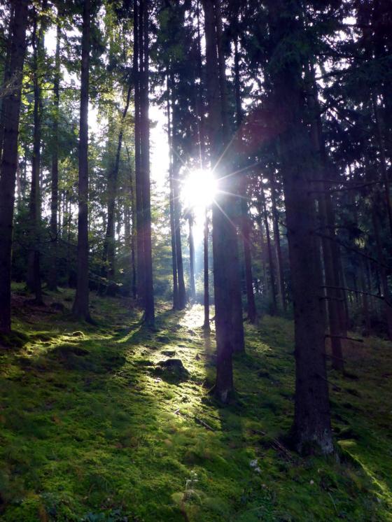 20140928_sonne_im_wald.jpg