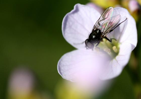 20150419_fliege_wiesenschaumkraut.jpg