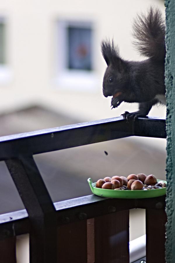 20171126_eichhoernchen.jpg