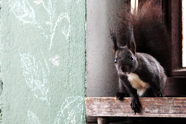 20171216_eichhorn.jpg