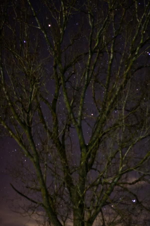 20191217_nachtfoto_baum.jpg