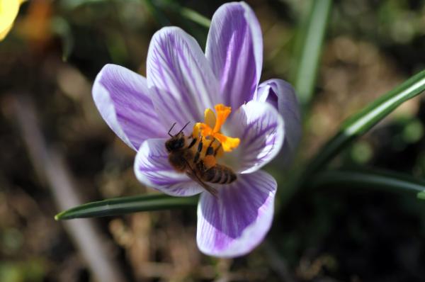 20210324_krokusbiene.jpg