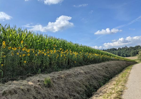 20210820_mais_und_sonnenblumen.jpg