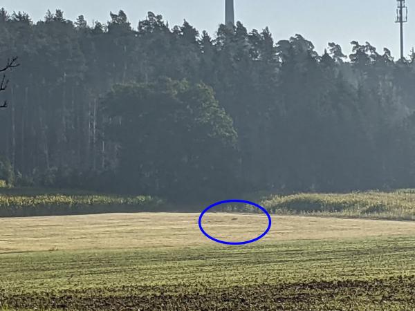 20210925_fuchs_suchbild2.jpg