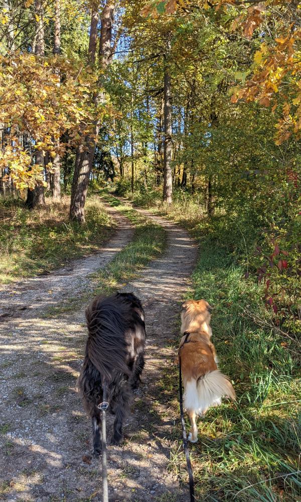 20211024_hunde_im_wald.jpg