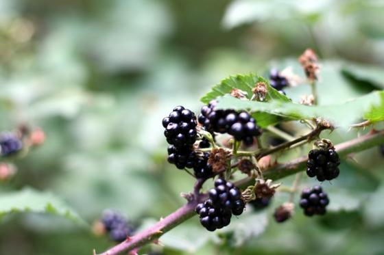 brombeeren.jpg