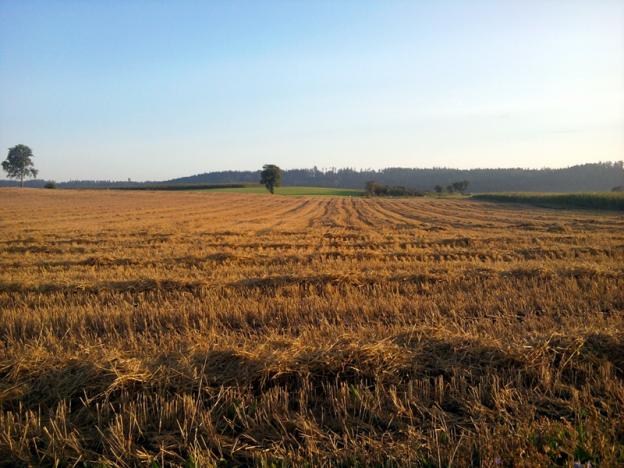 getreide_geerntet.jpg