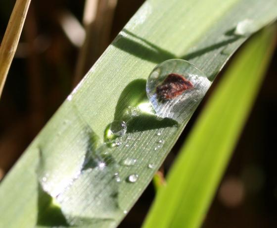 gras_mit_tropfen2_20121102.jpg