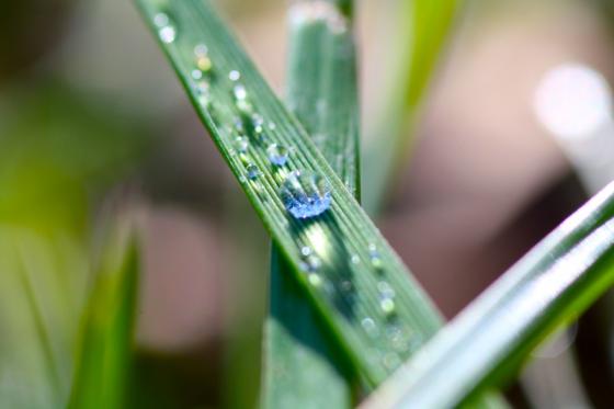 gras_mit_tropfen3_20121102.jpg