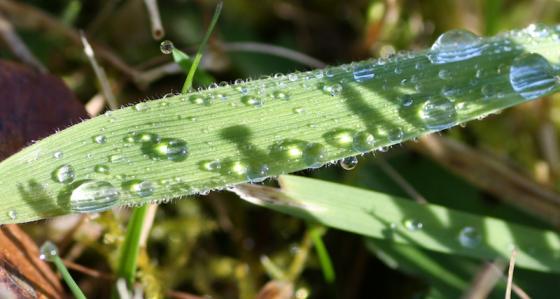 gras_mit_tropfen_20121102.jpg