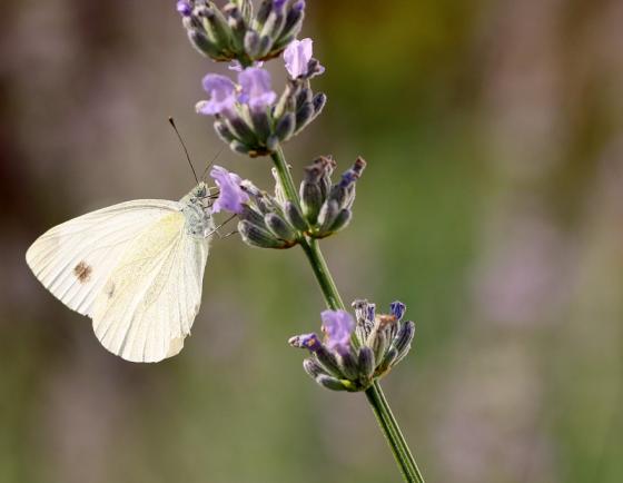 lavendelkohlweissling.jpg