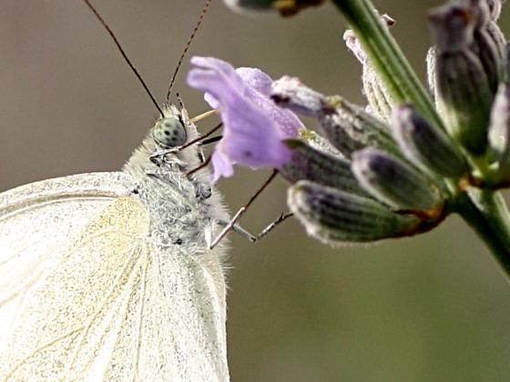 lavendelkohlweissling100prozent.jpg
