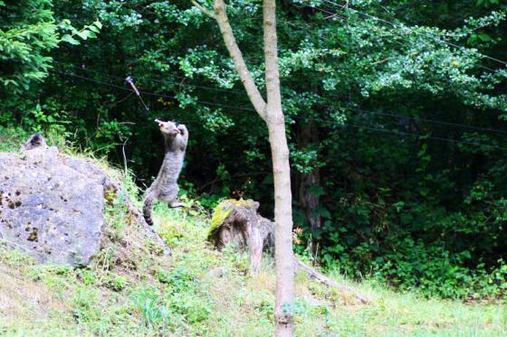 mgh_wildkatze_jagd.jpg