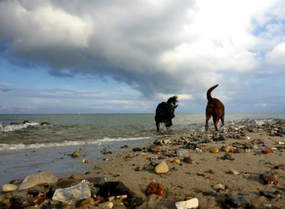 ostsee2014_seehunde.jpg