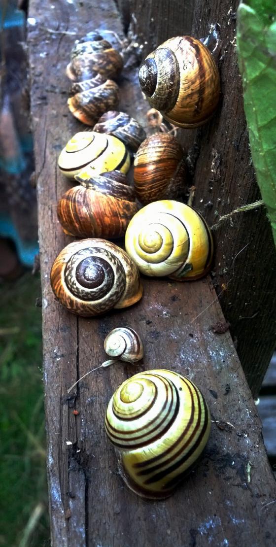 schneckensammlung_20140625.jpg
