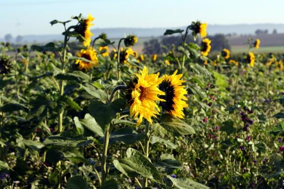 sonnenblumen.jpg