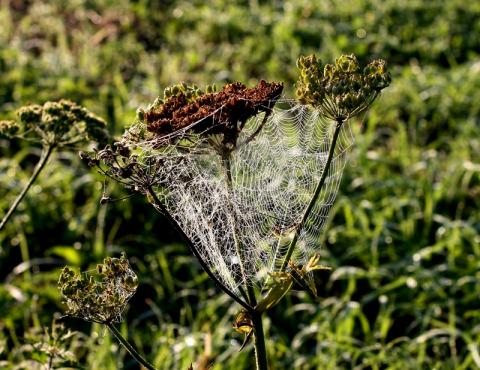 spinnweben.jpg