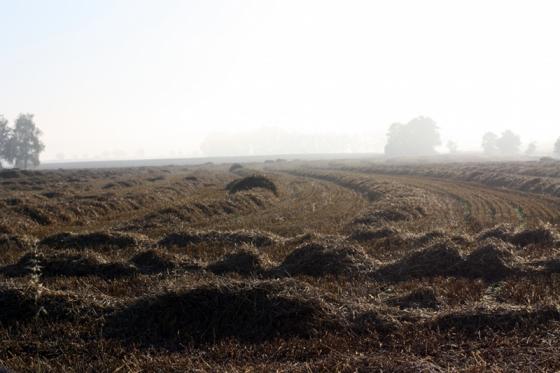 stroh_auf_feld.jpg