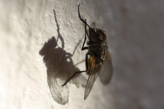 stubenfliege_20151206.jpg