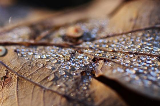 tautropfen2_800.jpg