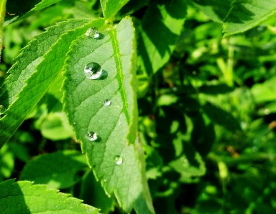 wassertropfen_rosenblatt.jpg