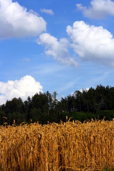 weizenwaldhimmelwolken.jpg