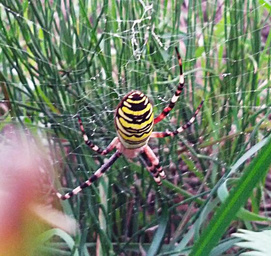 wespenspinne_20130809.jpg