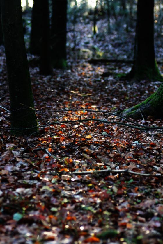 zauberwald_20141026.jpg