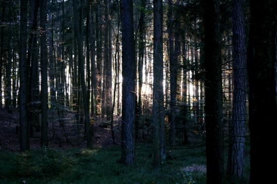 zauberwald_20141026_2.jpg